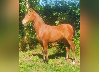 PRE, Yegua, Potro (03/2025), 133 cm, Castaño claro
