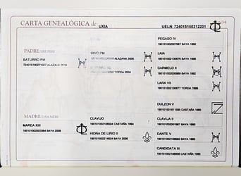 PRE, Yegua, Potro (07/2025), 135 cm, Perlino