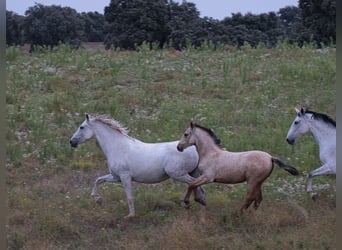 PRE, Yegua, Potro (04/2023), 140 cm, Buckskin/Bayo