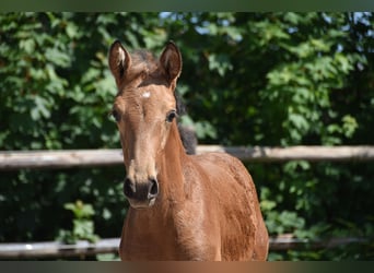 PRE, Yegua, Potro (04/2026), 160 cm, Buckskin/Bayo