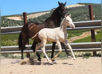 PRE, Yegua, Potro (04/2024), 160 cm, Negro