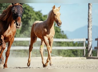 PRE, Yegua, Potro (04/2026), 160 cm, Palomino