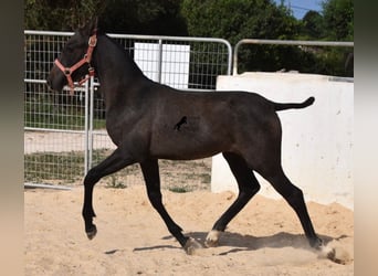 PRE, Yegua, Potro (03/2023), 160 cm, Tordo