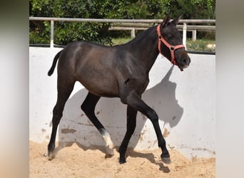 PRE, Yegua, Potro (03/2023), 160 cm, Tordo