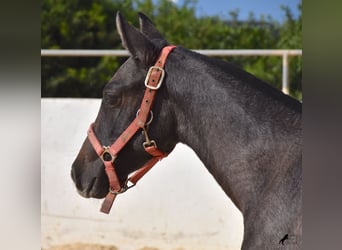 PRE, Yegua, Potro (03/2023), 160 cm, Tordo