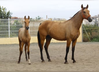 PRE, Yegua, Potro (03/2026), 162 cm, Buckskin/Bayo