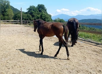 PRE, Yegua, , 163 cm, Castaño