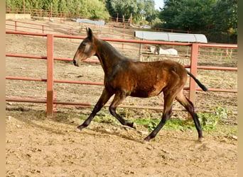 PRE, Yegua, Potro (08/2025), 166 cm, Castaño