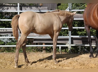 PRE, Yegua, Potro (04/2026), 166 cm, Perla