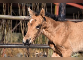 PRE, Yegua, Potro (03/2025), Buckskin/Bayo