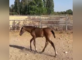 PRE, Yegua, Potro (06/2026), Buckskin/Bayo