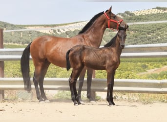 PRE, Yegua, Potro (01/2025), Negro