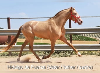 PRE, Yegua, Potro (01/2025), Negro