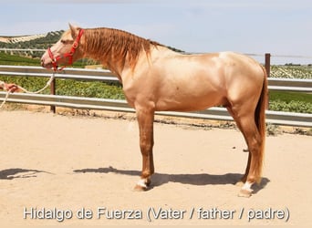 PRE, Yegua, Potro (01/2025), Negro