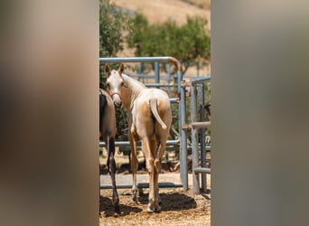 PRE, Yegua, Potro (01/2025), Palomino