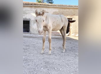 PRE, Yegua, Potro (04/2023), Perlino