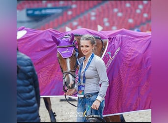 Professionelles Pferdetraining & Reitcoaching 