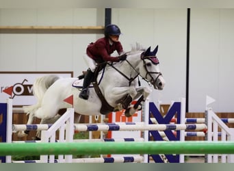 Professionelles Pferdetraining & Reitcoaching 