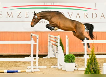 Cheval de sport hongrois, Étalon, 4 Ans, 168 cm, Bai cerise