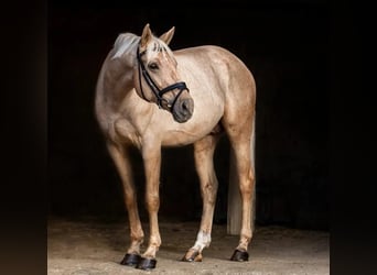 Pur-sang anglais, Étalon, 12 Ans, 168 cm, Palomino