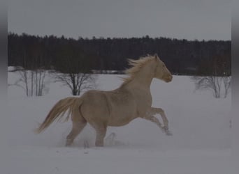 Pur-sang anglais, Étalon, 5 Ans, 156 cm, Cremello