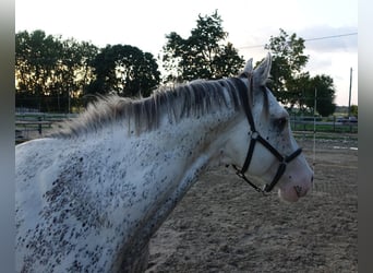 Pur-sang anglais, Étalon, 7 Ans, 160 cm, Buckskin