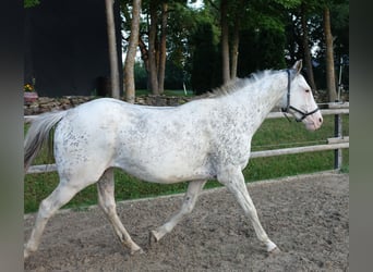 Pur-sang anglais, Étalon, 7 Ans, 160 cm, Buckskin
