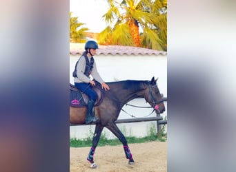 Pur-sang anglais Croisé, Hongre, 11 Ans, 168 cm, Bai brun