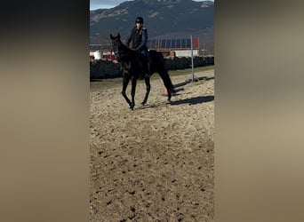 Pur-sang anglais, Hongre, 12 Ans, 164 cm, Noir