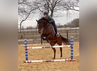 Pur-sang anglais, Hongre, 12 Ans, 165 cm, Bai cerise