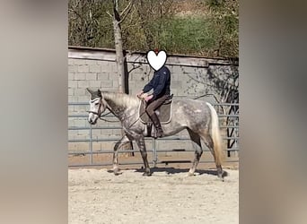 Pur-sang anglais, Hongre, 12 Ans, 165 cm, Gris