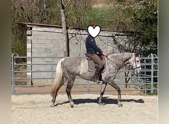 Pur-sang anglais, Hongre, 12 Ans, 165 cm, Gris