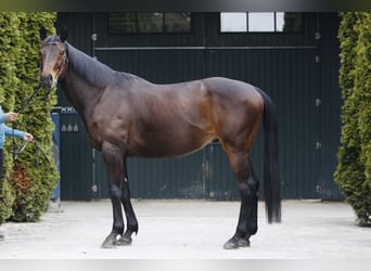Pur-sang anglais, Hongre, 15 Ans, 163 cm, Bai