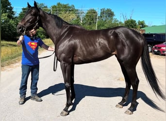 Pur-sang anglais, Hongre, 3 Ans, 152 cm, Noir