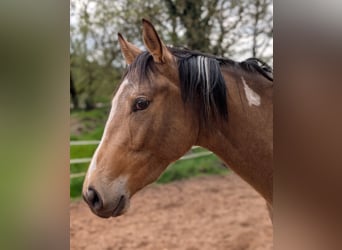 Pur-sang anglais Croisé, Hongre, 3 Ans, 153 cm, Pinto