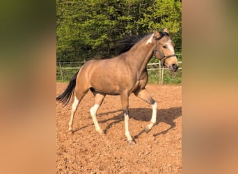 Pur-sang anglais Croisé, Hongre, 3 Ans, 153 cm, Pinto