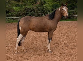 Pur-sang anglais Croisé, Hongre, 3 Ans, 153 cm, Pinto