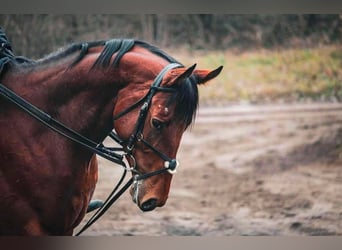 Pur-sang anglais, Hongre, 4 Ans, 166 cm, Bai cerise