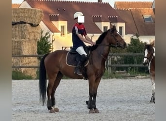 Pur-sang anglais, Hongre, 5 Ans, 162 cm, Bai brun