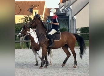Pur-sang anglais, Hongre, 5 Ans, 162 cm, Bai brun