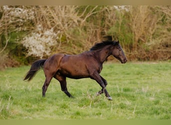 Pur-sang anglais, Hongre, 5 Ans, 163 cm, Noir