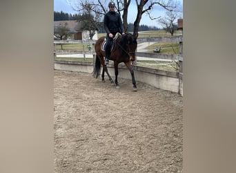 Pur-sang anglais, Hongre, 5 Ans, 165 cm, Bai