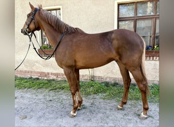 Pur-sang anglais, Hongre, 5 Ans, 166 cm, Alezan brûlé