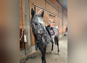 Pur-sang anglais, Hongre, 5 Ans, 167 cm, Gris pommelé