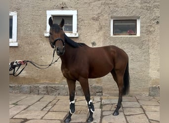 Pur-sang anglais, Hongre, 5 Ans, 168 cm, Bai