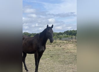 Pur-sang anglais, Hongre, 6 Ans, 155 cm, Bai brun foncé