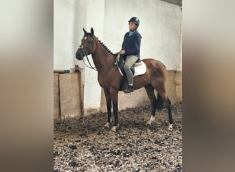 Pur-sang anglais, Hongre, 6 Ans, 160 cm, Bai