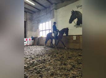 Pur-sang anglais, Hongre, 6 Ans, 160 cm, Bai