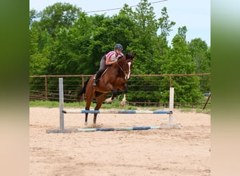 Pur-sang anglais Croisé, Hongre, 6 Ans, 163 cm, Bai cerise