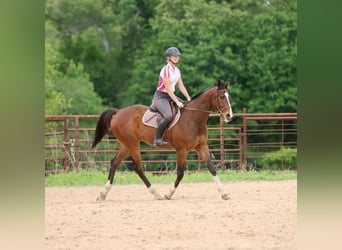 Pur-sang anglais Croisé, Hongre, 6 Ans, 163 cm, Bai cerise